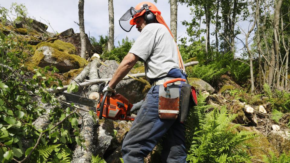 Mann mit Schutzkleidung und Kettensäge zersägt in einem Wald einen Baum